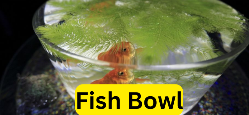 Fish Bowl
